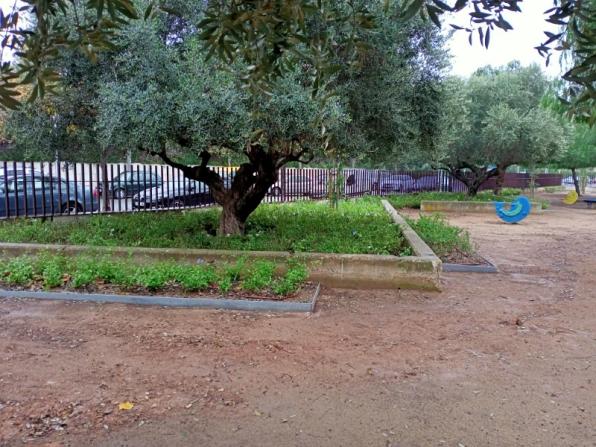 S'ha plantat una espècie principal que dona personalitat al parc